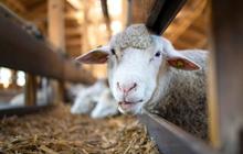 Modal Awal Cuma Rp200.000, Pemuda Ini Sukses Jadi Juragan Kambing Hingga Ekspor ke Malaysia