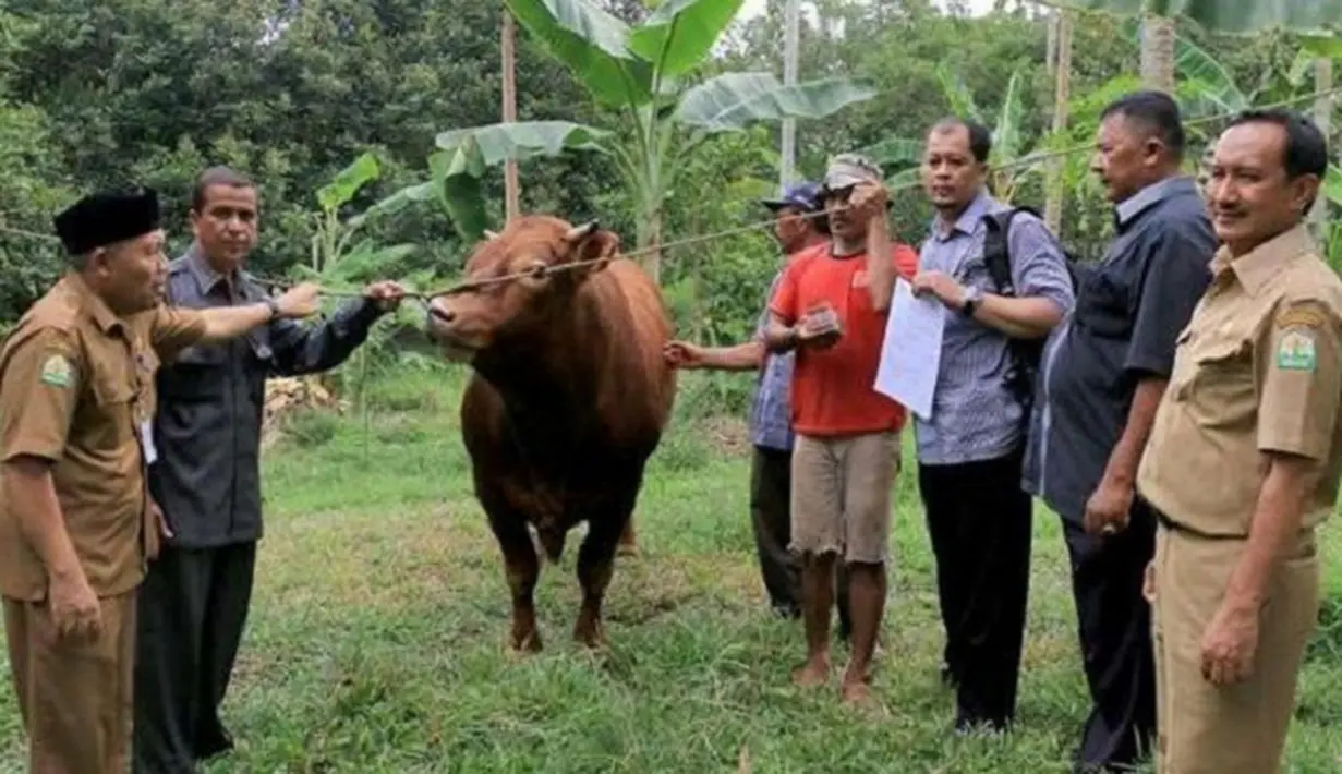 Sapi berbobot 800 kilogram itu diserahkan secara simbolis oleh Ismail kepada Panitia Kurban Masjid Raya Baiturrahman, Banda Aceh yang diwakili Kasubbag Haji Biro Kesra Setda Aceh, Abdul Karim. (Via Twitter/@Humasaceh)