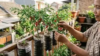 Cara Menanam Cabai di Botol Bekas agar Berbuah Lebat Tanpa Lahan Luas