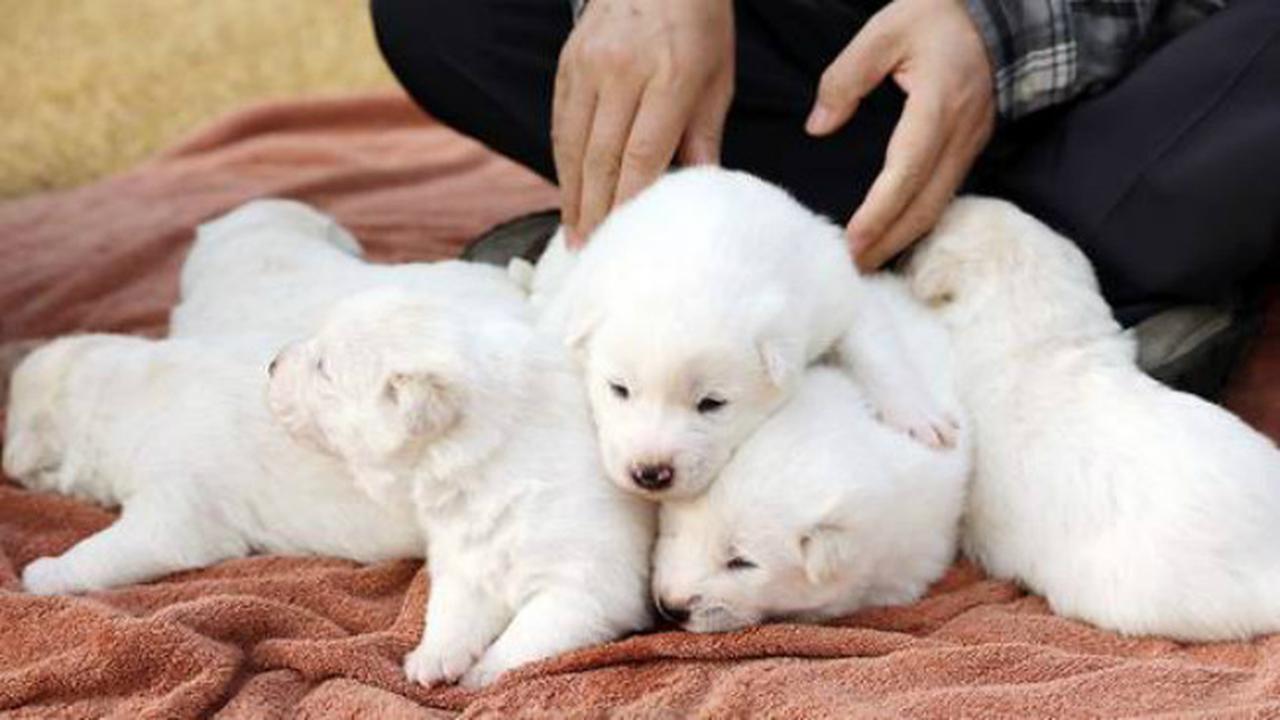 Anjing yang diberikan Pemimpin Korea Utara Kim Jong-un kepada Presiden Korea Selatan Moon Jae-in telah melahirkan enam ekor anak anjing (gambar) (sumber: The Blue House)