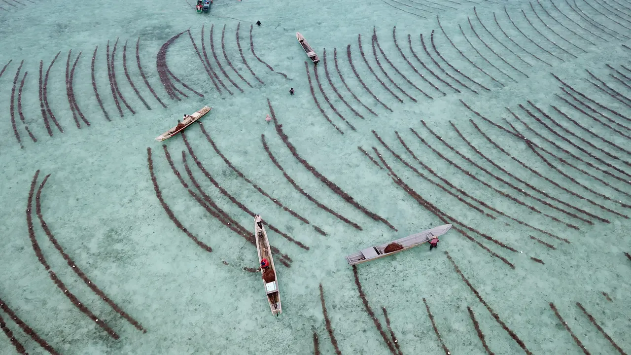 WWF Indonesia