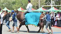 Sapi pemenang kontes ternak Sidoarjo itu mendapat sertifikat dan uang pembinaan. (Liputan6.com/Dian Kurniawan)