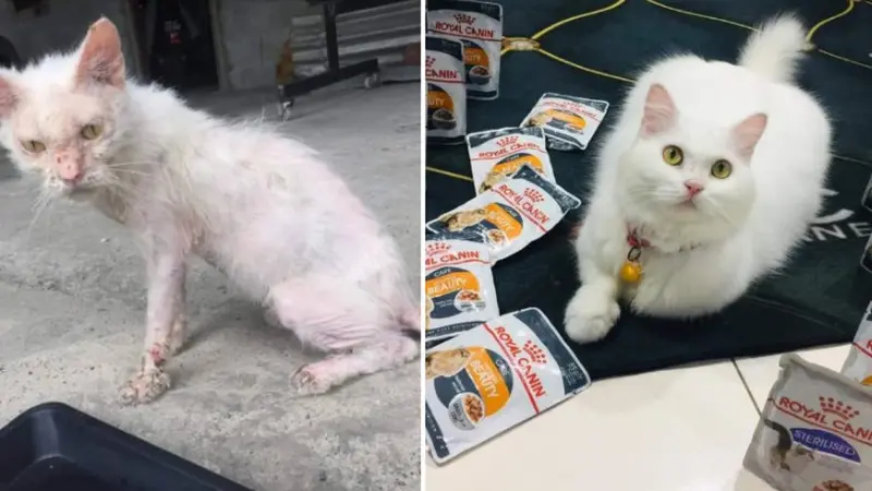 Viral Kisah Warganet Adopsi Kucing Liar Penyakitan Berubah Jadi Cantik