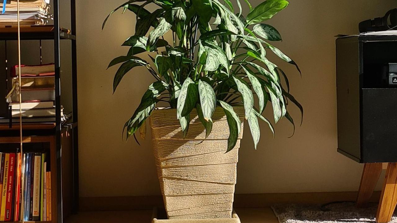 Red Aglaonema