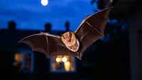 Virus Nipah Dianggap Jauh, Kemenkes Ungkap Potensi Penularannya di Indonesia
