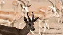 Rusa Rhim merumput di suaka margasatwa Sawa di gurun Samawa di provinsi selatan Irak al-Muthanna pada 8 Juni 2022. Dalam waktu kurang dari satu bulan, populasi kijang bertanduk di cagar alam Sawa di Irak selatan telah turun dari 148 ekor menjadi 87 ekor. (Asaad NIAZI / AFP)