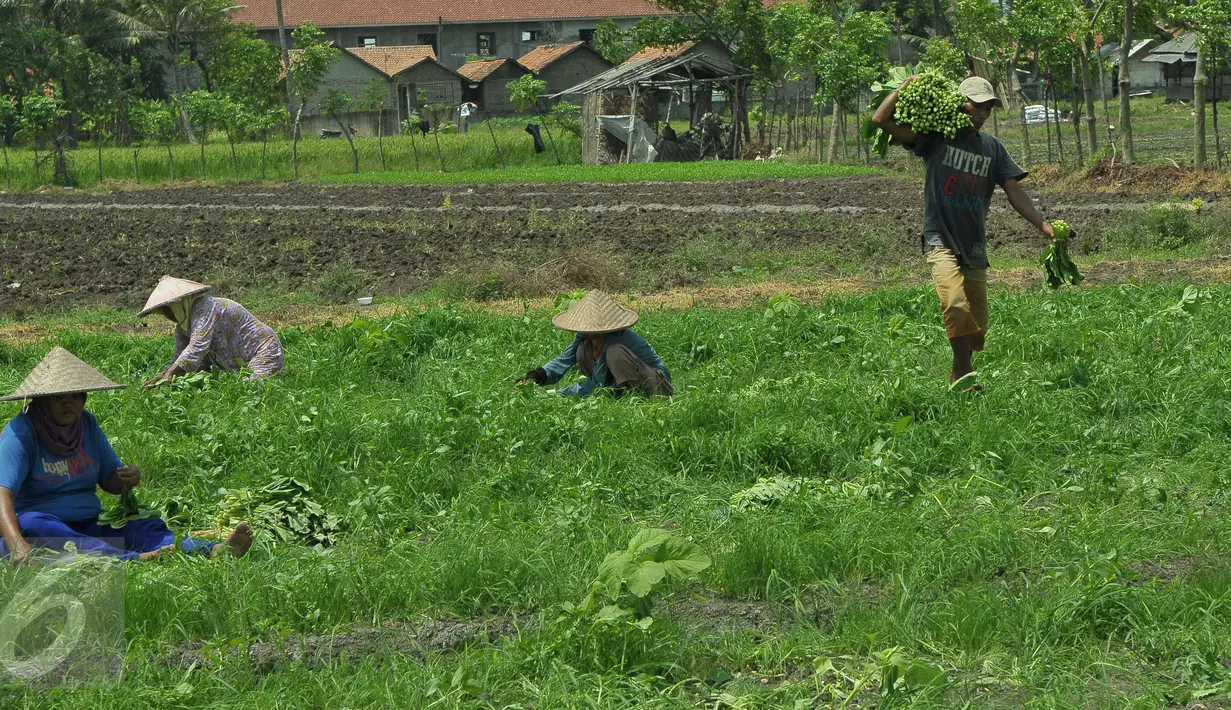 Sejumlah pentani memanen sayuran jenis Caisim di Teluk Naga, Kabupaten Tangerang, Kamis (20/4). Petani di tempat tersebut dapat menghasilkan sayuran 5 ton per hari dengan mayoritas sayuran bayam dan kangkung. (Liputan6.com/Helmi Afandi)