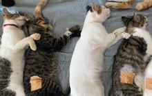 10 Cara Mudah Mengusir Kucing Liar dari Rumah Tanpa Bikin Stres