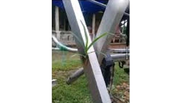 6 Potret Tanaman Tumbuh di Tempat Tak Biasa Ini Nyeleneh Banget