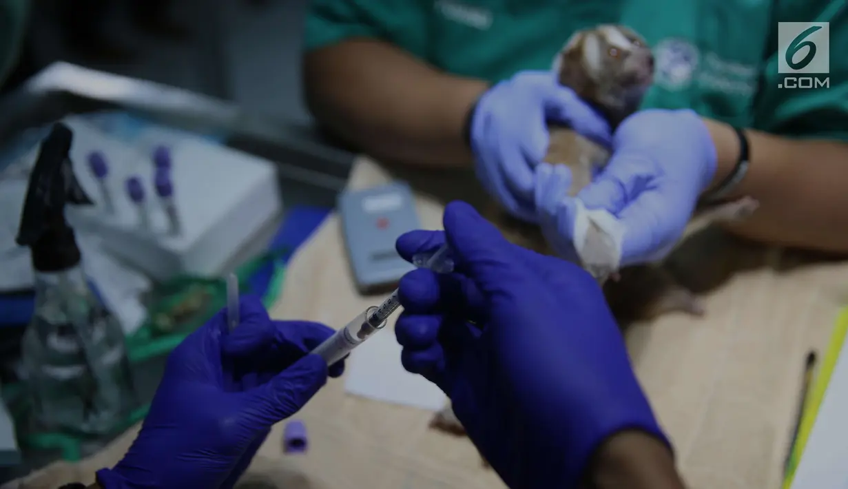 Akhirnya, tak hanya perawatan kesehatan dan fisik yang dibutuhkan. Rehabilitasi mental pun menjadi perhatian utama para dokter hewan di Yayasan IAR. (Liputan6.com/Angga Yuniar)