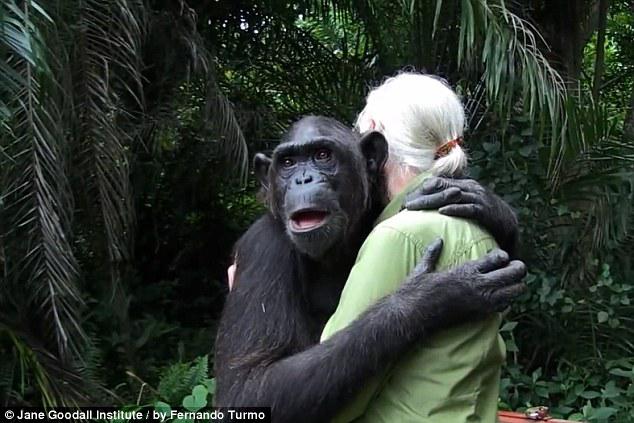 Terima kasih, kata Wounda pada Jane Goodall. | photo copyright Dailymail.co.uk