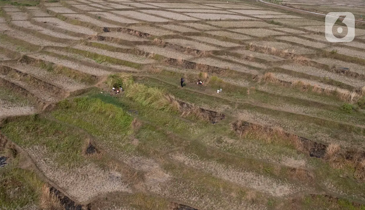 Musim kemarau telah membuat sumber air di wilayah itu menjadi terbatas. Lahan pertanian warga di Kampung Rawa Bogo Kaler, Weninggalih, Bogor juga terkena dampaknya. (merdeka.com/Arie Basuki)
