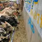 Sapi dipajang sebagai hewan kurban jelang Hari Raya Idul Adha di pasar ternak di Sanaa, Yaman, Rabu (14/7/2021). Saat Idul Adha, umat muslim mengorbankan berbagai hewan seperti sapi, unta, kambing, dan domba. (MOHAMMED HUWAIS/AFP)