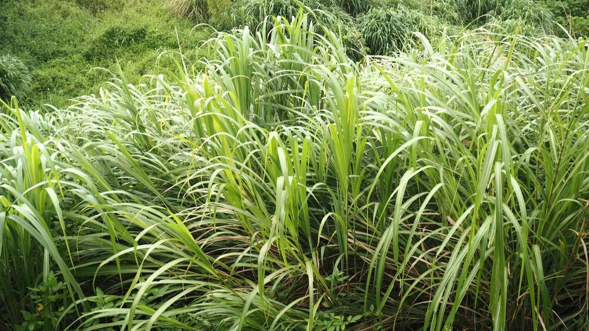 Citronella