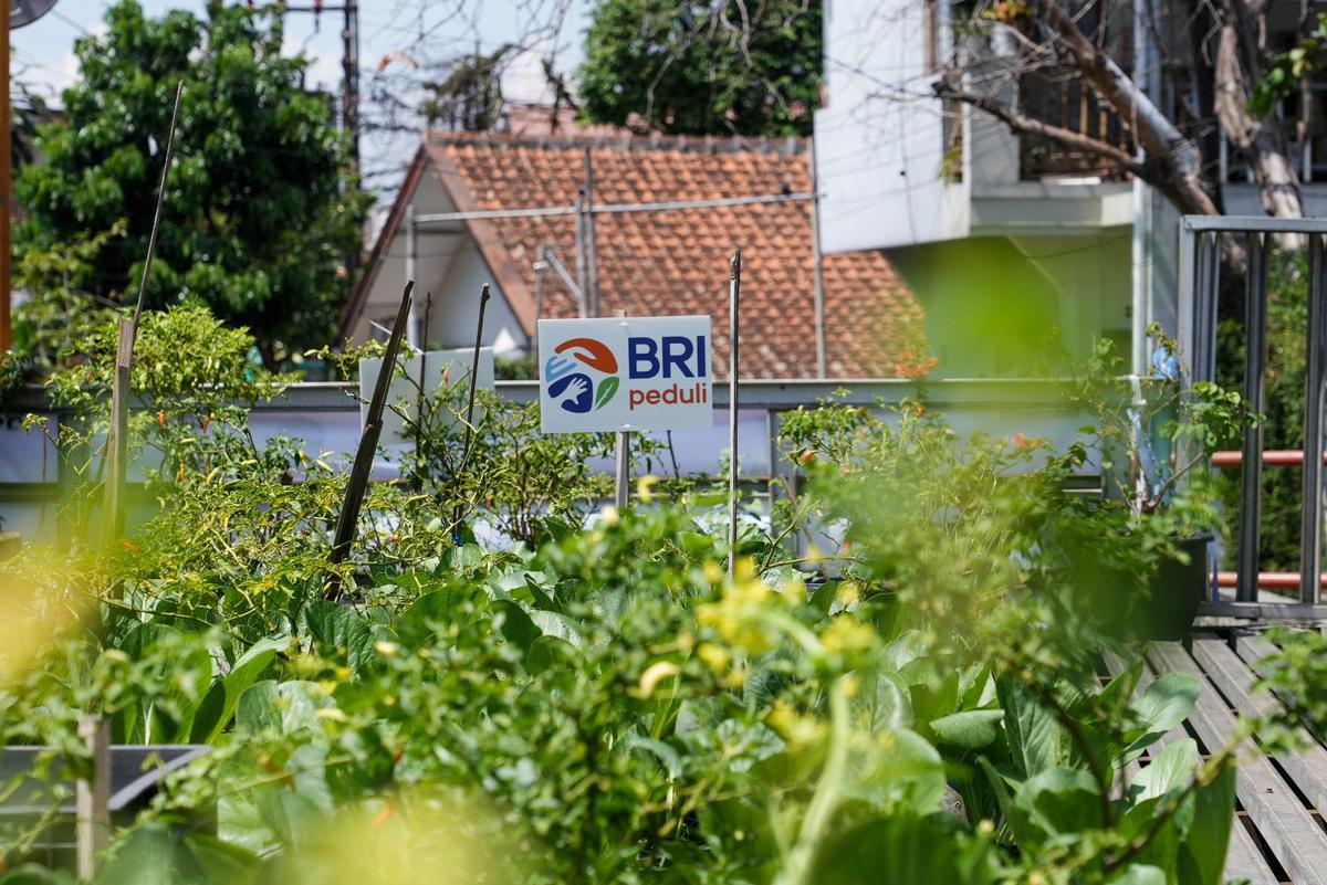 BRI Peduli Tegaskan Komitmen Dukung Ketahanan Pangan Melalui Panen Raya BRInita