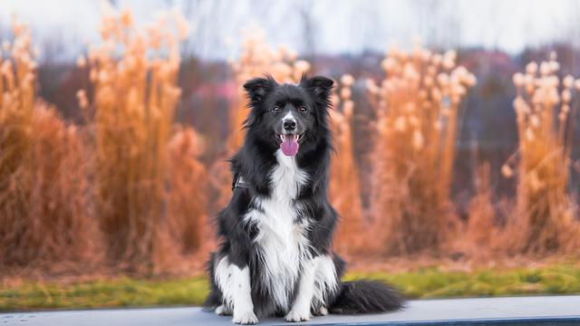 Border Collie