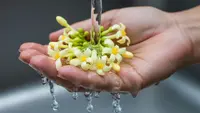 Tips Memilih Bunga Pepaya untuk Dimasak, Jangan Salah Petik
