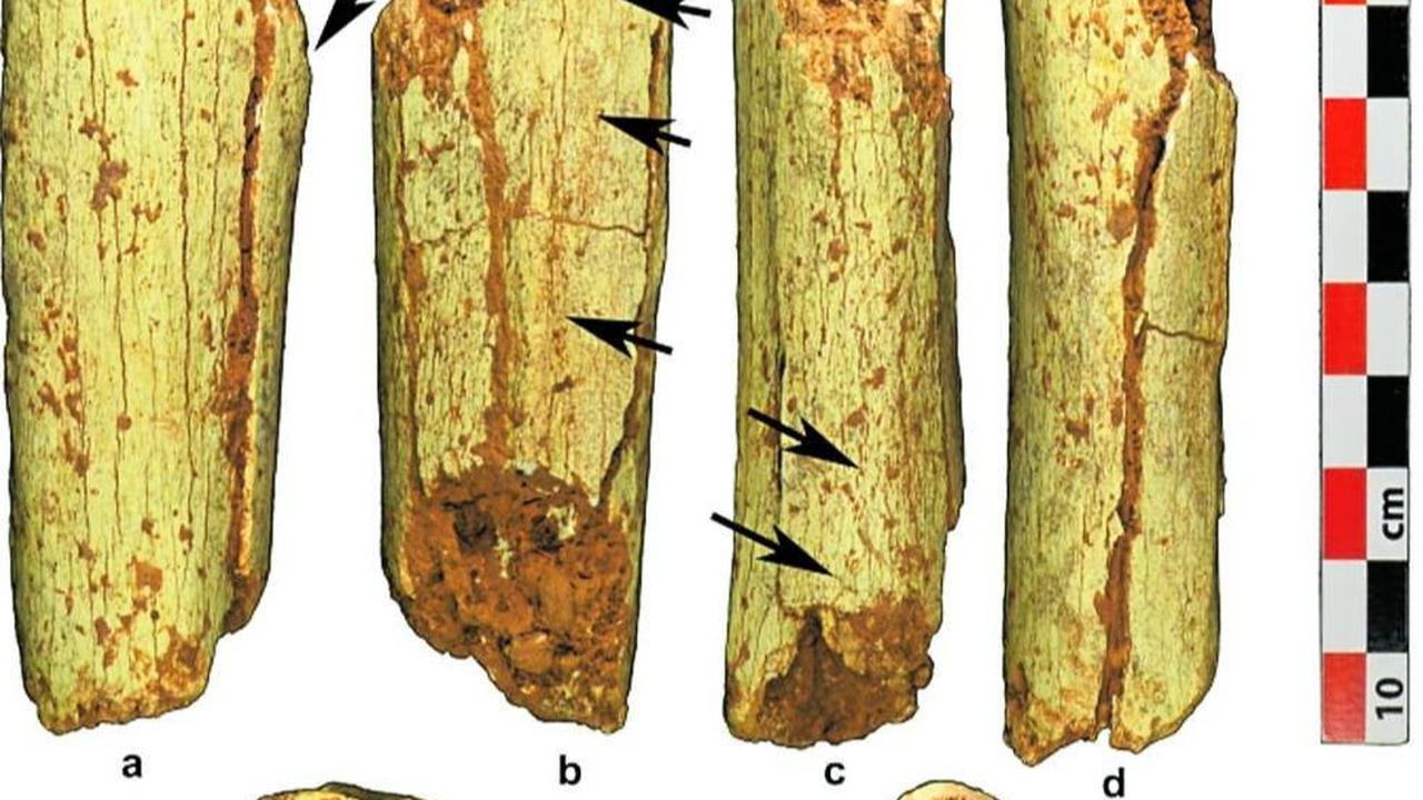 Dua fosil Laos--berupa tulang kaki dan bagian dari tulang tengkorak kepada--ditemukan di Gua Tam Pa Ling. Situs arkeologi itu ditemukan pada 2009 ketika bagian lain dari tengkorak kepala itu ditemukan.
