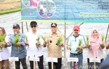 Optimalisasi Lahan Rawa Batola Dorong Produktivitas Pangan Nasional, Targetkan Panen Melebihi Tahun Lalu