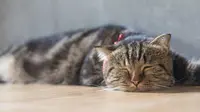 Gejala Cacingan Pada Kucing, Kamu Wajib Tahu!