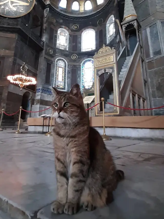 Kucing Gli