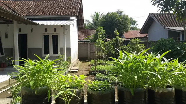Rekomendasi Tanaman Sayur dan Buah yang Cocok Ditanam di Galon Bekas Model Kangkung
