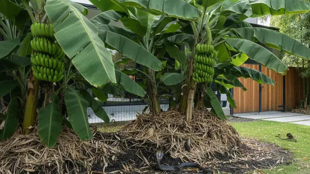 7 Jenis Pagar Tanaman yang Menarik Ular Kobra
