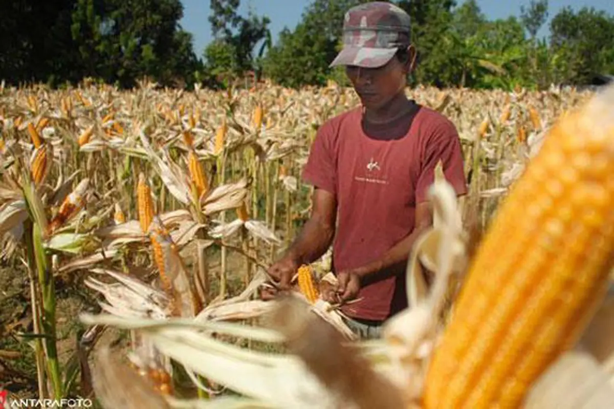 Jagung