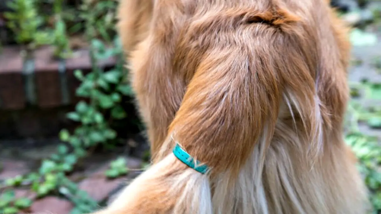 Ajaib, Alat Ini Menterjemahkan Arti Kibasan Ekor Anjing