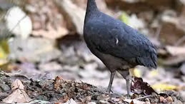 15 Burung yang Memiliki Telur Berwarna Biru