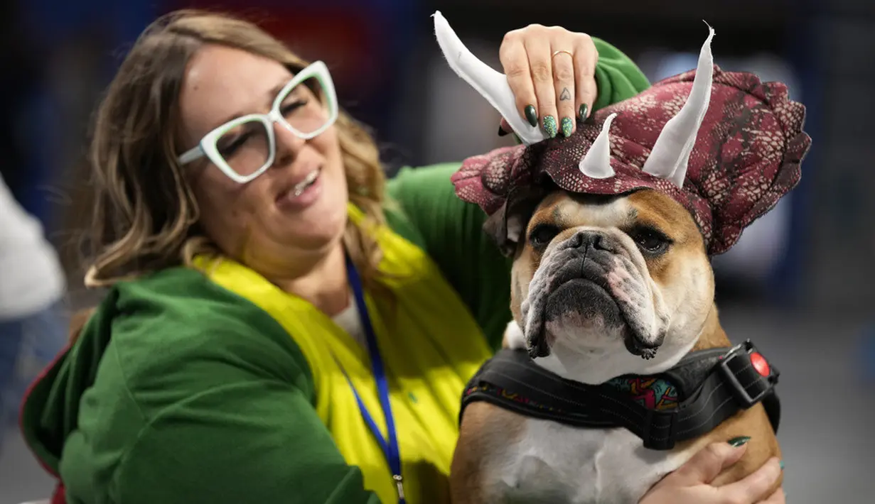 <p>Shelly Vandenberg dari Omaha menyiapkan bulldognya Thor untuk dinilai pada Kontes Bulldog Cantik Drake Relay tahunan ke-44 di Des Moines, Iowa, Amerika Serikat, Senin (24/4/2023). (AP Photo/Charlie Neibergall)</p>