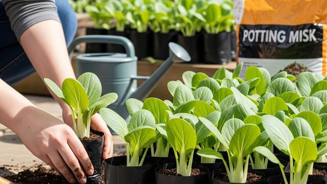8 Inspirasi Edible Garden Sayur dan Buah Mini di Teras Rumah Kampung, Sulap Lahan Sempit Jadi Asri
