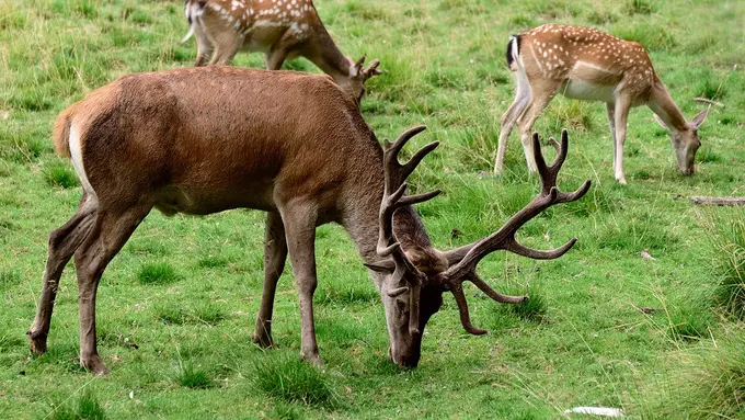 Kisah Malang Seekor Rusa Tersangkut Ban di Leher Selama 2 Tahun