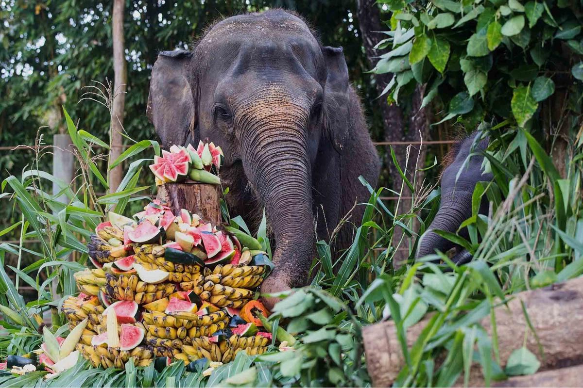 FOTO: Pesta Buah untuk Nurhayati dan Kama di Hari Gajah Sedunia