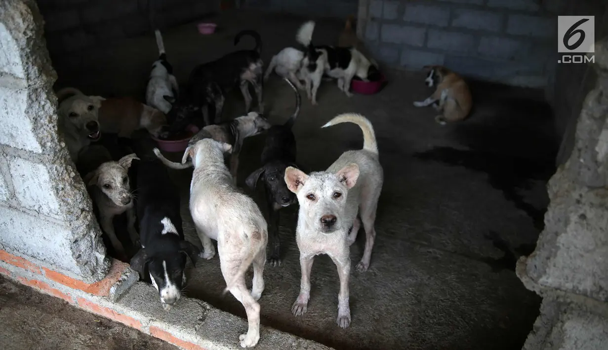 Sejumlah anjing berada di Posko Bali Rumah Singgah Satwa, Padangbai, Bali, Senin (4/12). Posko tersebut menampung ratusan anjing yang ditinggal mengungsi oleh pemiliknya karena erupsi Gunung Agung. (Liputan6.com/Immanuel Antonius)