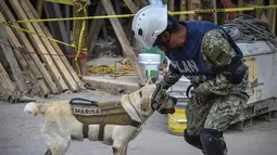Frida, seekor anjing penyelamat milik Angkatan Laut Meksiko bersama pawangnya Israel Arauz Salinas, mengambil bagian dalam usaha mencari korban gempa yang menghantam Meksiko di sekolah Rebsamen di Mexico City (22/9). (AFP Photo/Omar Torres)