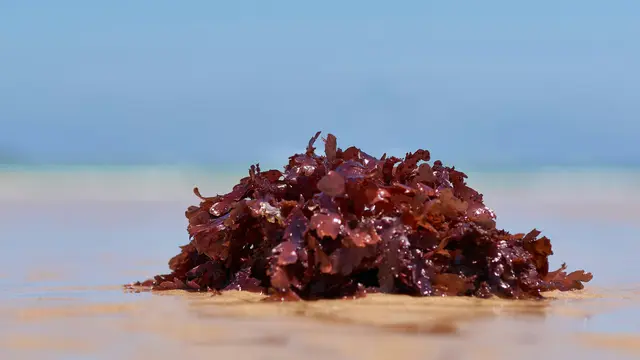 3. Menyehatkan Rambut dari Akar hingga Ujung