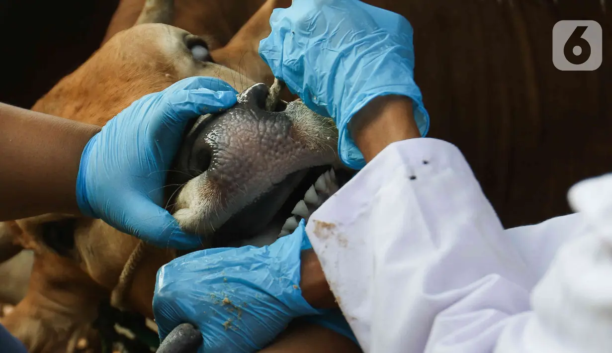 Petugas dinas KPKP memeriksa kondisi kesehatan mulut sapi di Rumah Pemotongan Hewan (RPH) PD Dharma Jaya, Cakung, Jakarta, Jumat (8/7/2022). Pihak pengelola RPH mencatat sekitar 135 sapi kurban akan dipotong di tempat tersebut pada Idul Adha 2022 yang akan dilaksanakan selama tiga hari. (Liputan6.com/Herman Zakharia)