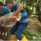Para petugas di kawasan hutan wisata Mata Kucing menguburkan ikan Arapaima Gigas yang mati. (Batamnews/Yude)