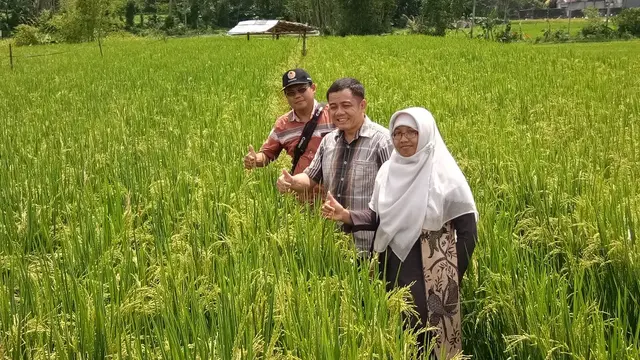 Prof. Totok dan Tim peneliti Unsoed di tengah hamparan padi bebas cemas yang tengah berbunga. (Foto: Liputan6.com/Unsoed/Muhamad Ridlo)
