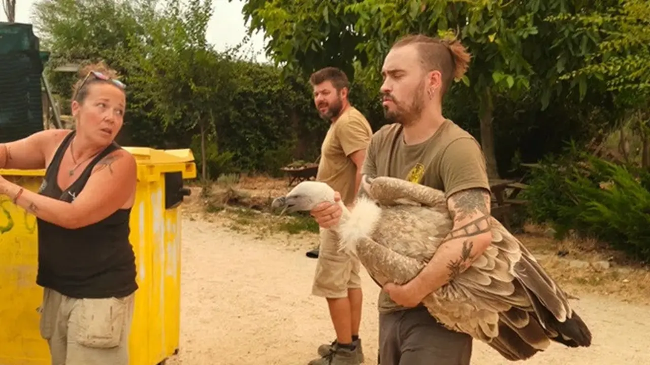 Petugas Safari Madrid membantu mengevakuasi seekor burung nasar dari pusat perlindungan satwa liar Kuna Iberica di Navas del Rey, Spanyol.