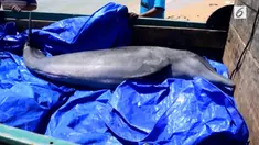 Ikan lumba-lumba ini diselamatkan warga, setelah terdampar dipantai Sumenep Madura sebelum dilepas lumba-lumba mendapatkan perawatan 