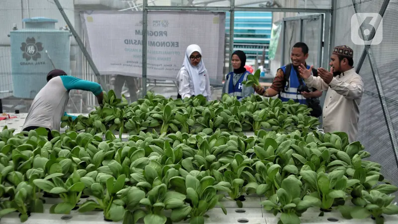 Menyulap Atap Masjid Jadi Kebun Sayur Hidroponik dengan Sistem Smart Farming