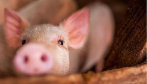 Kementan Tingkatkan Kewaspadaan Terhadap Flu Babi di Tiongkok