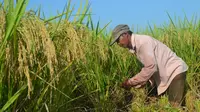 Seorang petani tengah memanen padi organik varites mentik wangi di Cingebul Kecamatan Lumbir, Banyumas. (Foto: Liputan6.com/Muhamad Ridlo)