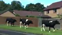 Sapi-sapi itu kabur dari peternakan setelah beberapa berandalan merusak pagar peternakan.