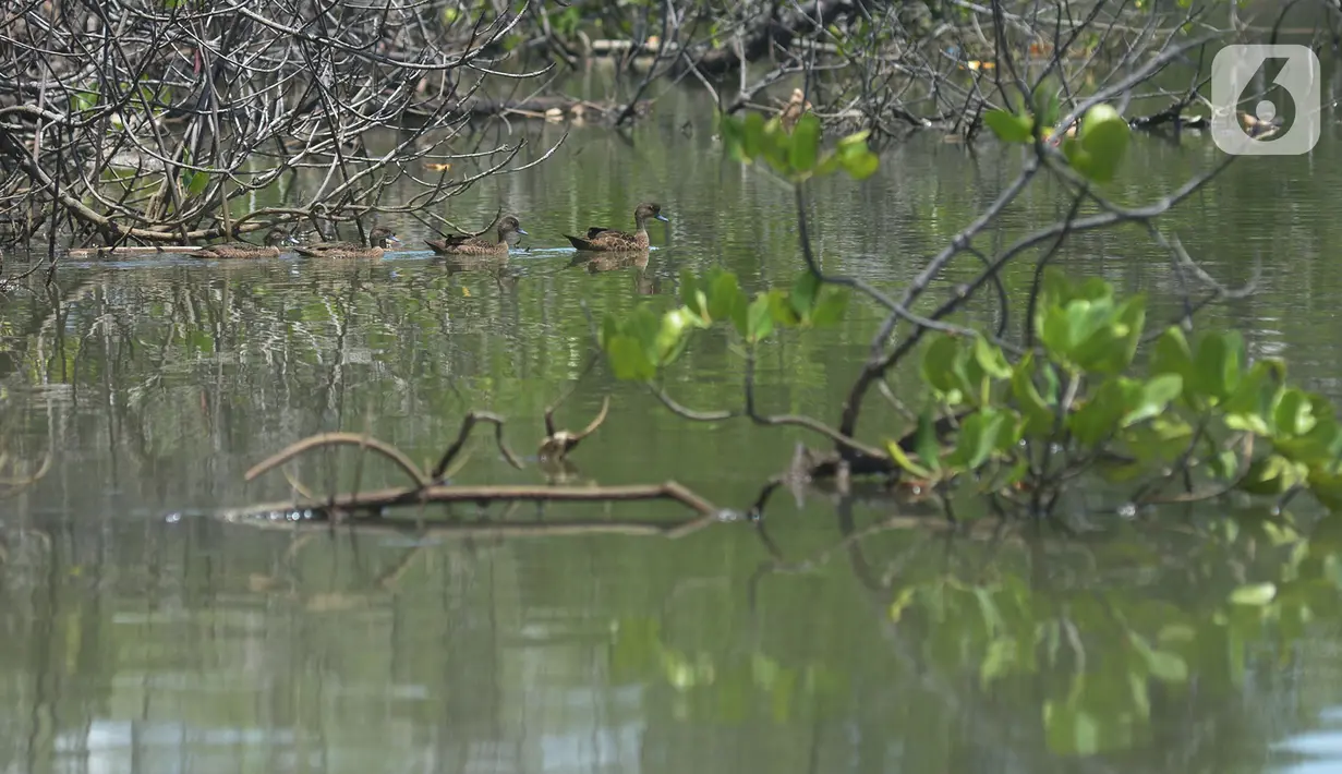 Habitat bagi burung salah satunya itik benjut (sunda teal) di kawasan Hutan Magrove, Jakarta, Sabtu (31/10/2020). Kawasan hutan mangrove seluas 45 hektar adalah salah satu kawasan yang tersisa di Jakarta menjadi salah satu tempat perlindungan dan konservasi. (merdeka.com/Imam Buhori)
