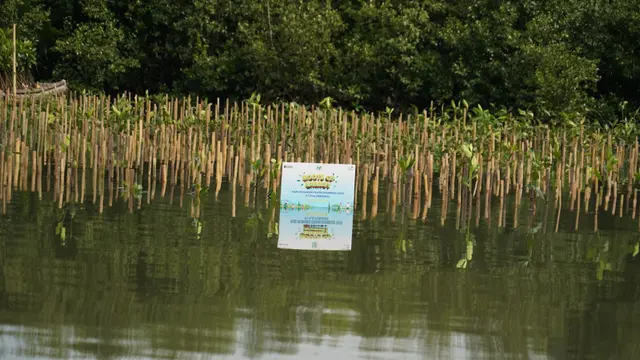 PLN bersama Pemerintah Kota Jakarta Utara dan Dinas Pertamanan & Kehutanan DKI Jakarta menanam bibit mangrove di kawasan Hutan Lindung Angke Kapuk, Jakarta Utara. (Dok PLN)
