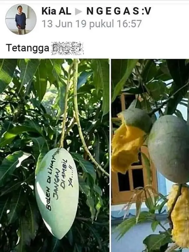 6 Tulisan di Mangga Ini Nyeleneh Banget, Kocak