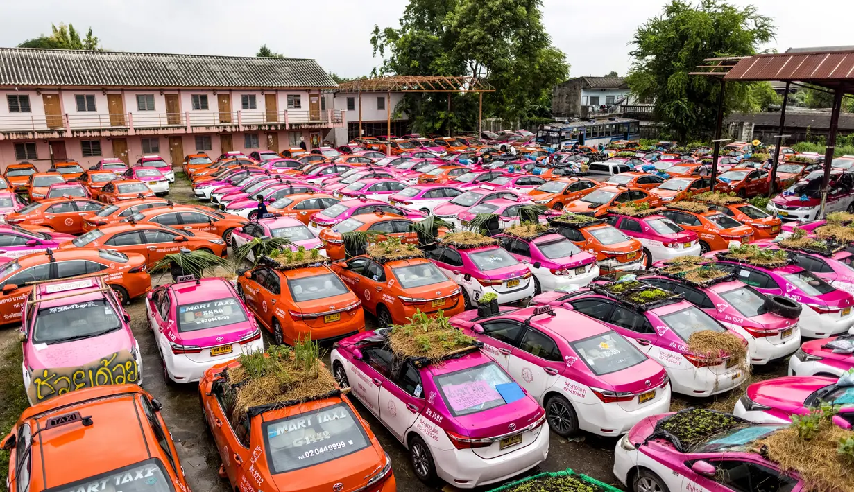 Kebun sayur terlihat di bagian atap taksi-taksi yang terbengkalai di pool taksi di Bangkok, Thailand, Rabu (15/9/2021). Kehadiran kebun masyarakat unik ini diharapkan dapat menjadi sarana penghilang stres bagi para karyawan di tengah pandemi COivd-19. (Jack TAYLOR/AFP)